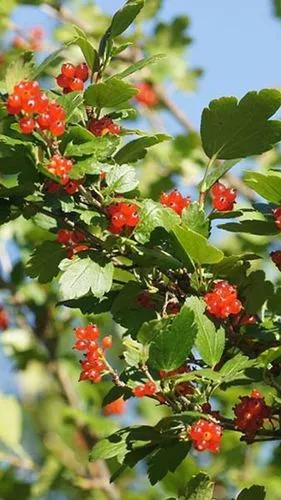 Alpine Currant