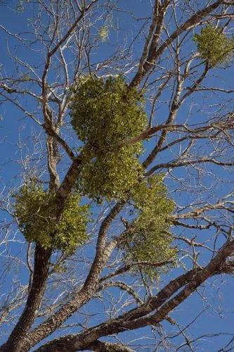 Oak Mistletoe