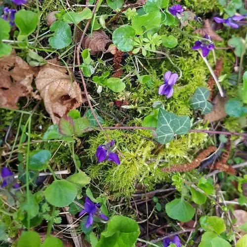 Early Dog-violet