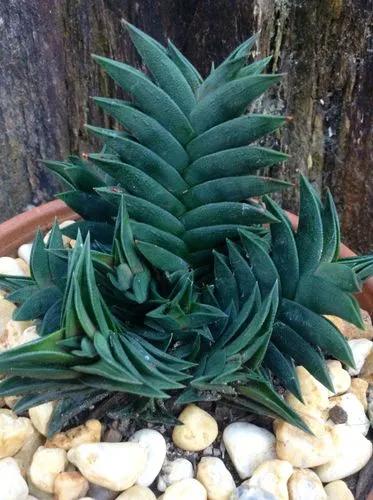 Haworthia Viscosa