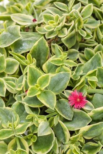 Trailing Red Mezoo