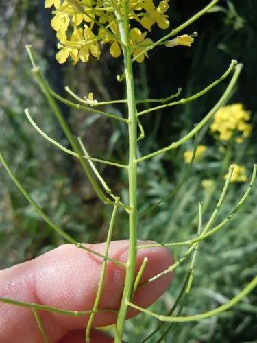 Small Tumbleweed Mustard, False London-Rocket