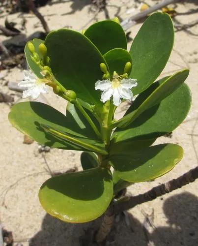 Scaevola Plumieri