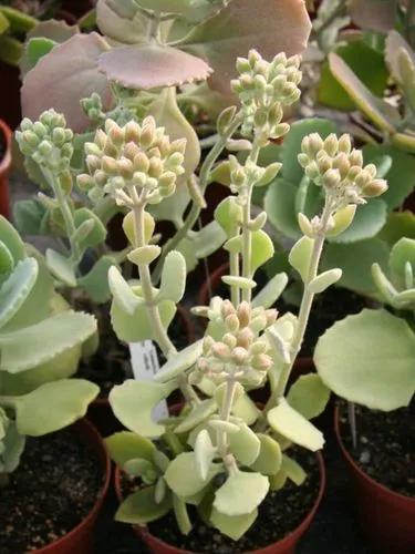 Millot Kalanchoe