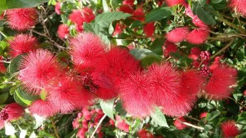 Calliandra Haematocephala