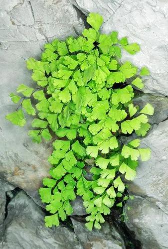 Adiantum Capillus