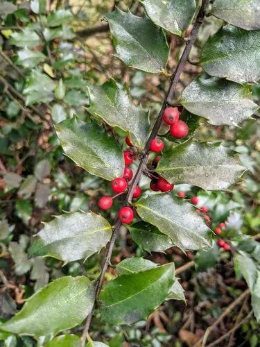 Common Holly