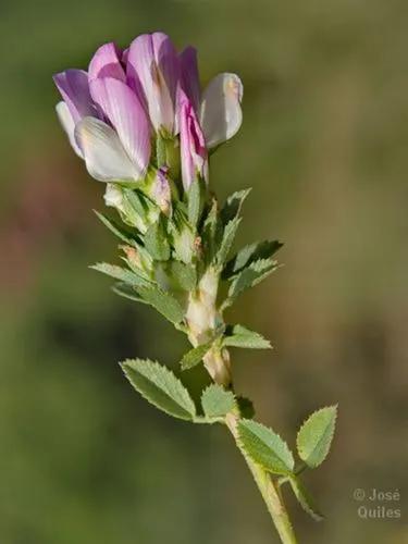 Mediterranean Restharrow