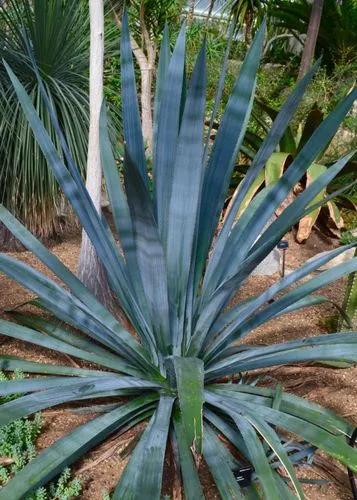 Blue Agave