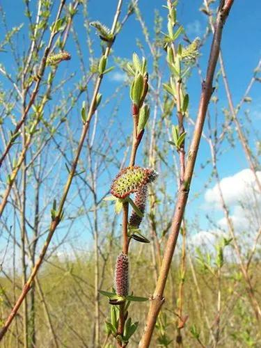 Purple Willow