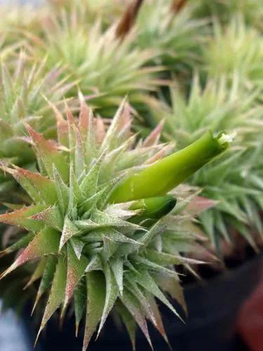 Deuterocohnia