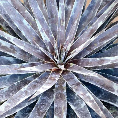 False Agave