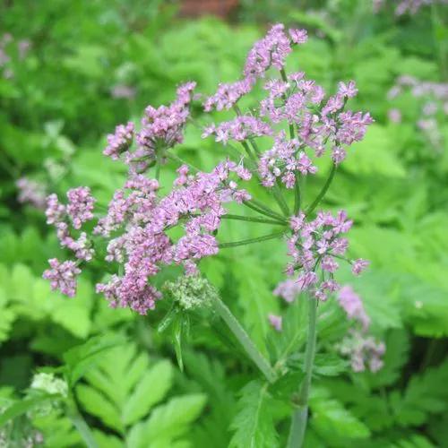 Pimpinella Major