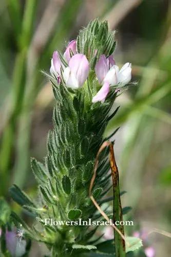 Foxtail Restharrow