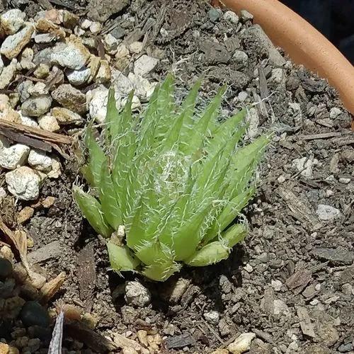 Cobweb Aloe