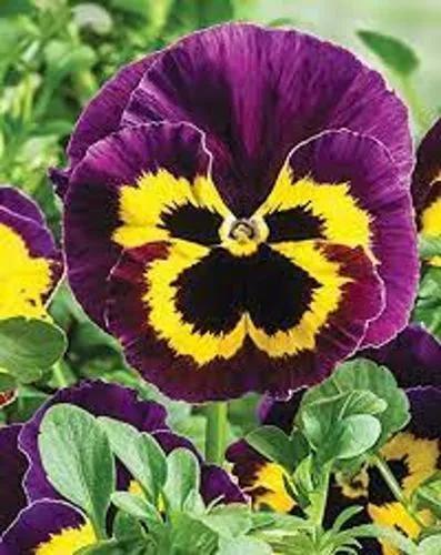 Pansies