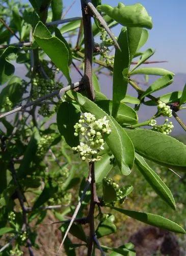 Spikethorn