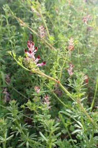 Tall Ramping Fumitory