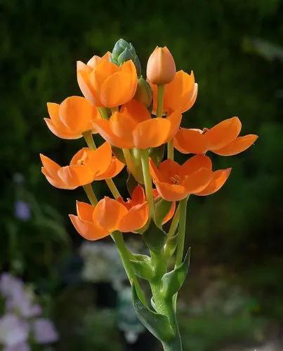 Ornithogalum dubium