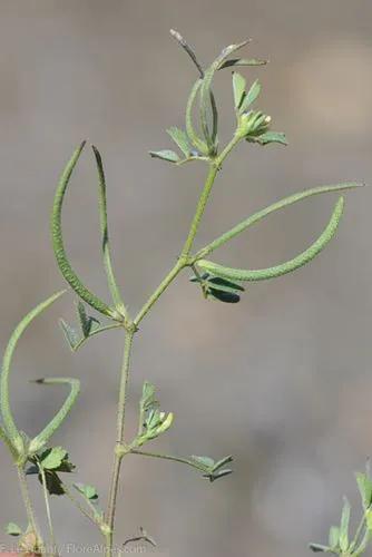 Trigonella Polyceratia