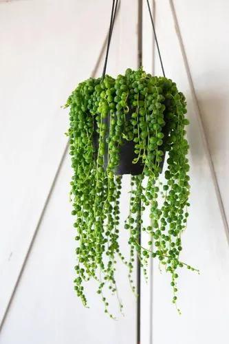 String-of-pearls