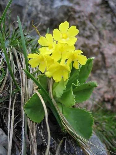 Auricula