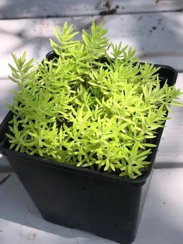 Mexican stonecrop