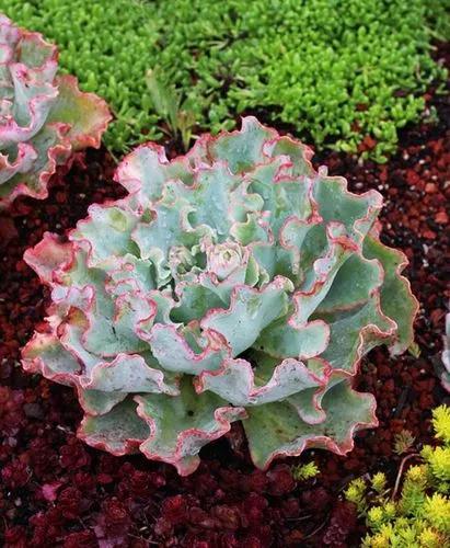 Echeveria 'Lady Aquarius'