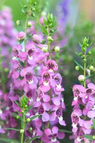 Summer Snapdragon