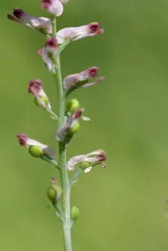 Fumaria vaillantii