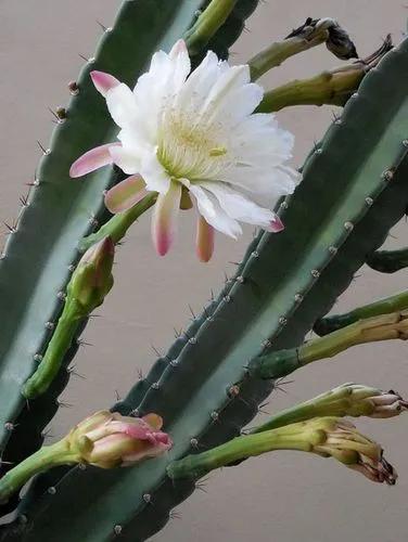 Hedge cactus