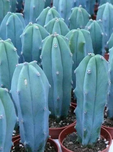 Blue Myrtle-Cactus