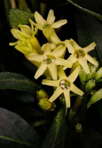 Cestrum Parqui