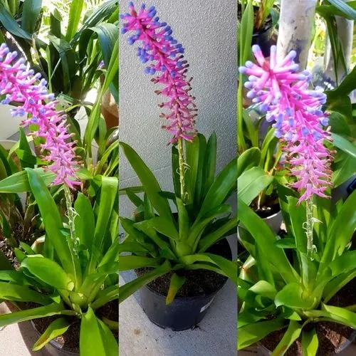 Match Stick Plant