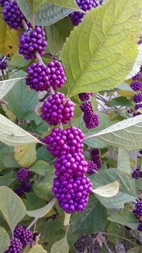 American Beautyberry