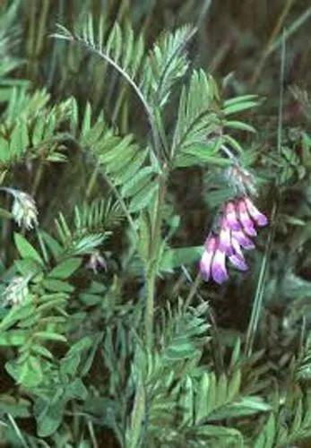 Reddish Tufted Vetch