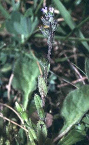 Strict Forget-Me-Not, Blue Scorpion Grass.