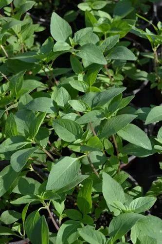 Thai Basil
