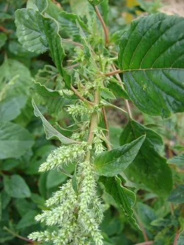 Spiny Amaranth