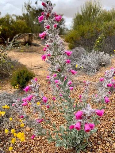 Native Foxglove