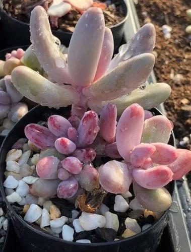 Pachysedum