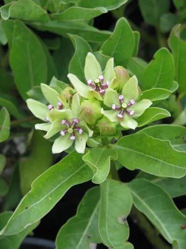 Green Antelopehorn