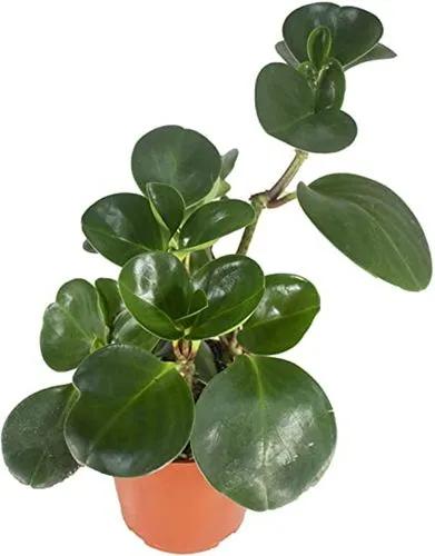 Peperomia