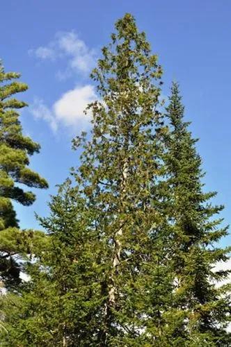 Northern white-cedar