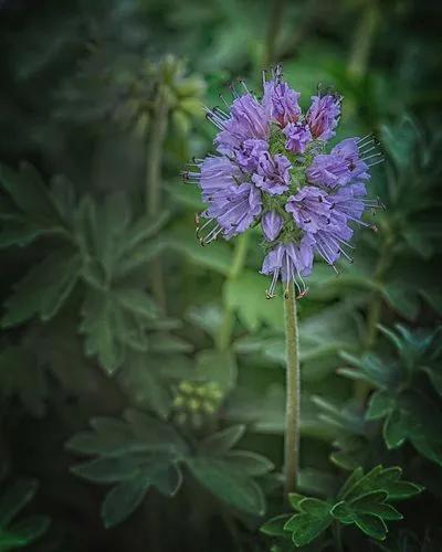 Western Waterleaf