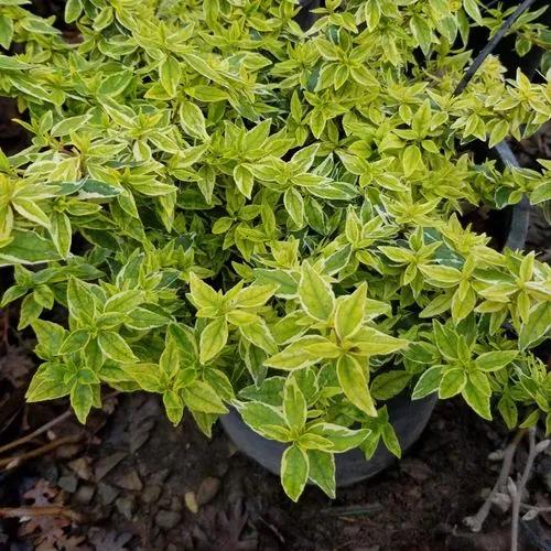 Albelia Radiance