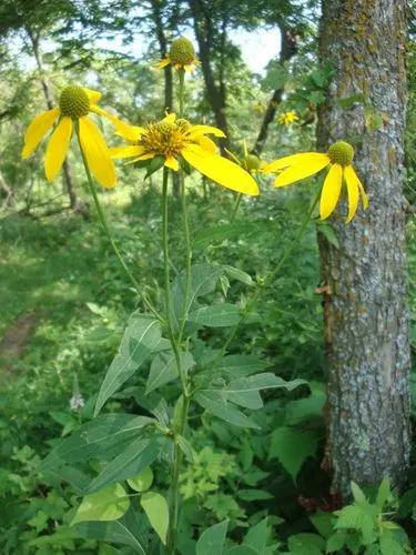 Cutleaf Coneflower