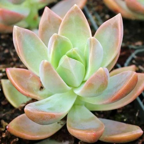 Graptosedum California