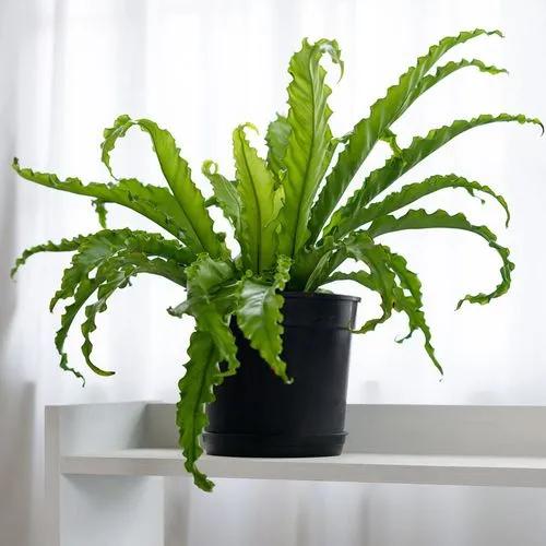 Asplenium Kenzoi