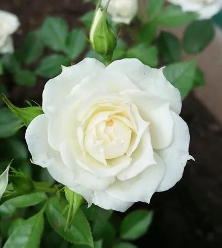 Meillandina Rose